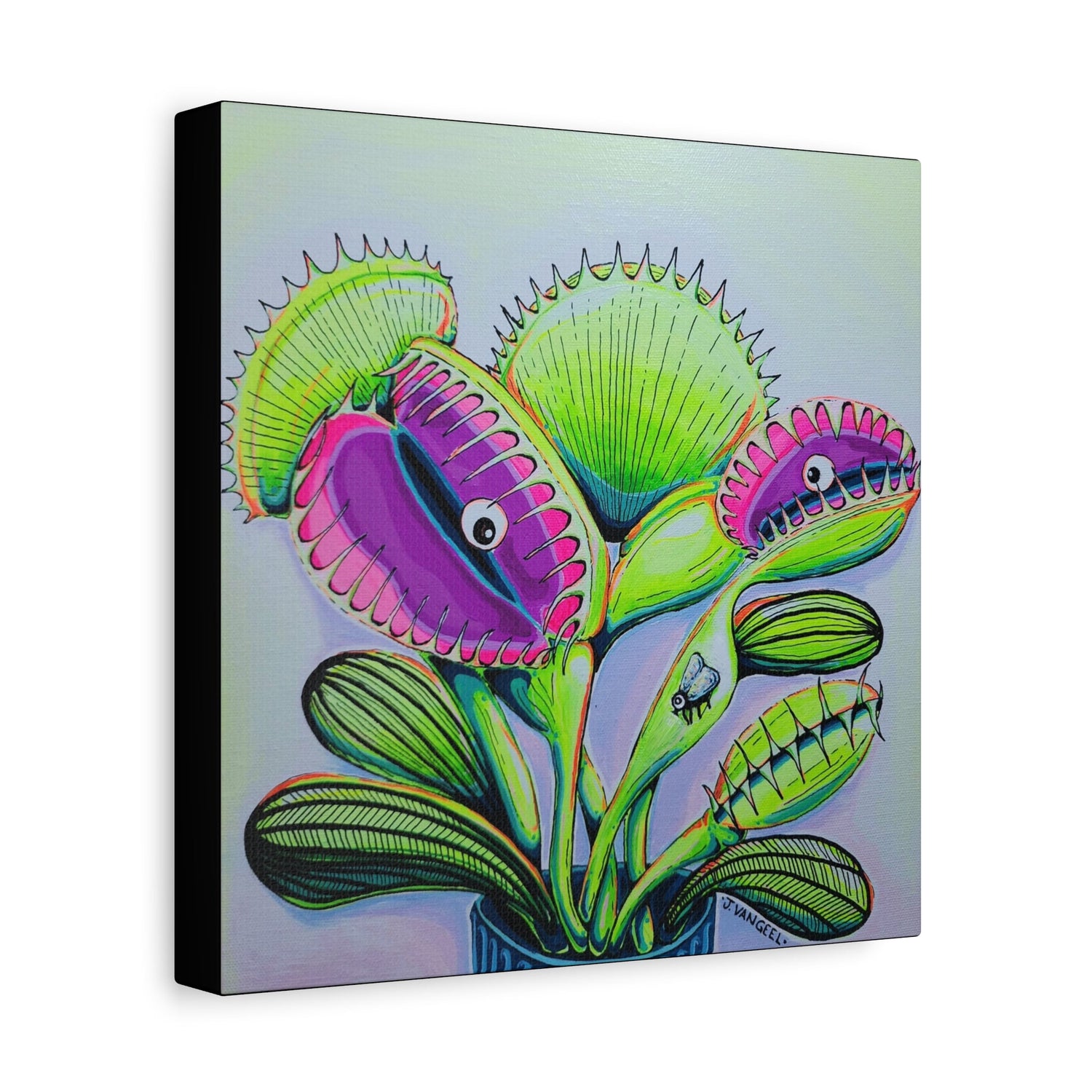 Venus Fly Trap Collection